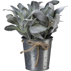 image:imagePrimitives by Kathy Floral Lambs Ear