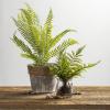 image:imagePrimitives by Kathy Fern Glass Jar PlanterGreen  Brown  Clear