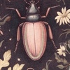 image:imagePrimitives by Kathy PillowBeetles 20 x 20 Multicolor