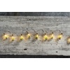 image:imagePrimitives by Kathy Submergible MicroWire String Lights with Timer 105Inches 50LightsSucculent Jars