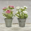 image:imagePrimitives by Kathy Artificial Flowers in Planter 9Inch Pink Ranunculus Pink White Green Gray