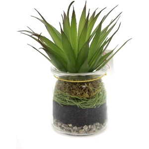 image:imagePrimitives by Kathy Aloe Succulent Glass Jar Planter