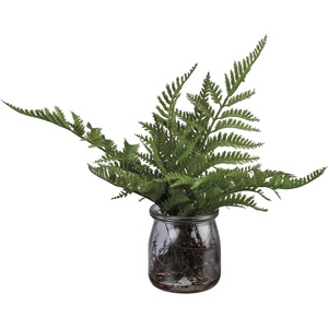 image:imagePrimitives by Kathy Small Maidenhair Fern Glass Jar PlanterGreen  Brown  Clear